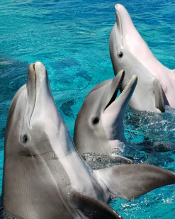 Delfines